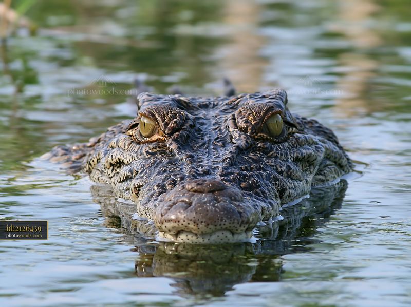 Close-up crocodile emerging from calm water