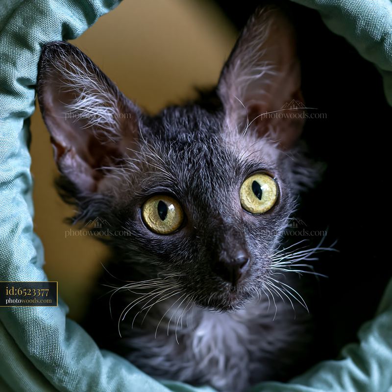 Lykoi cat portrait with striking golden eyes