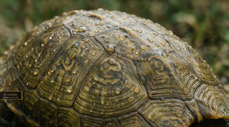 Close-up of a wet turtle shell with layered natural patterns