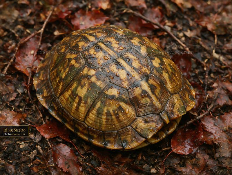 Turtle shell covered with raindrops among wet autumn leaves