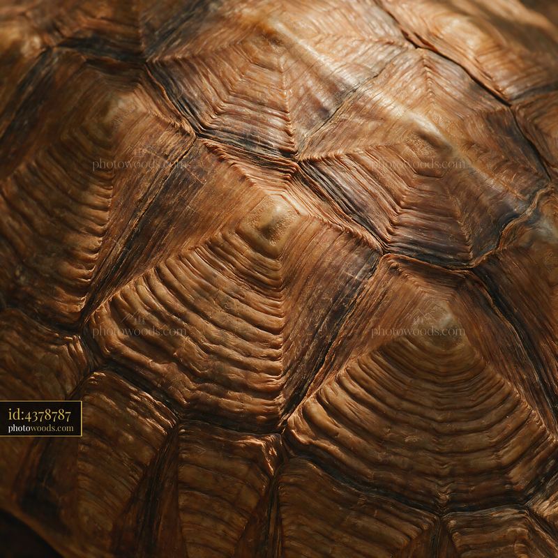 Close-up of turtle shell patterns in natural light