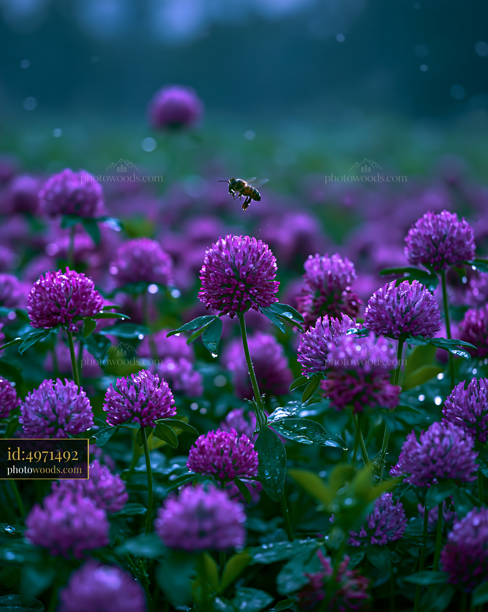 Clover Blooming in Meadow With Bee at Golden Hour