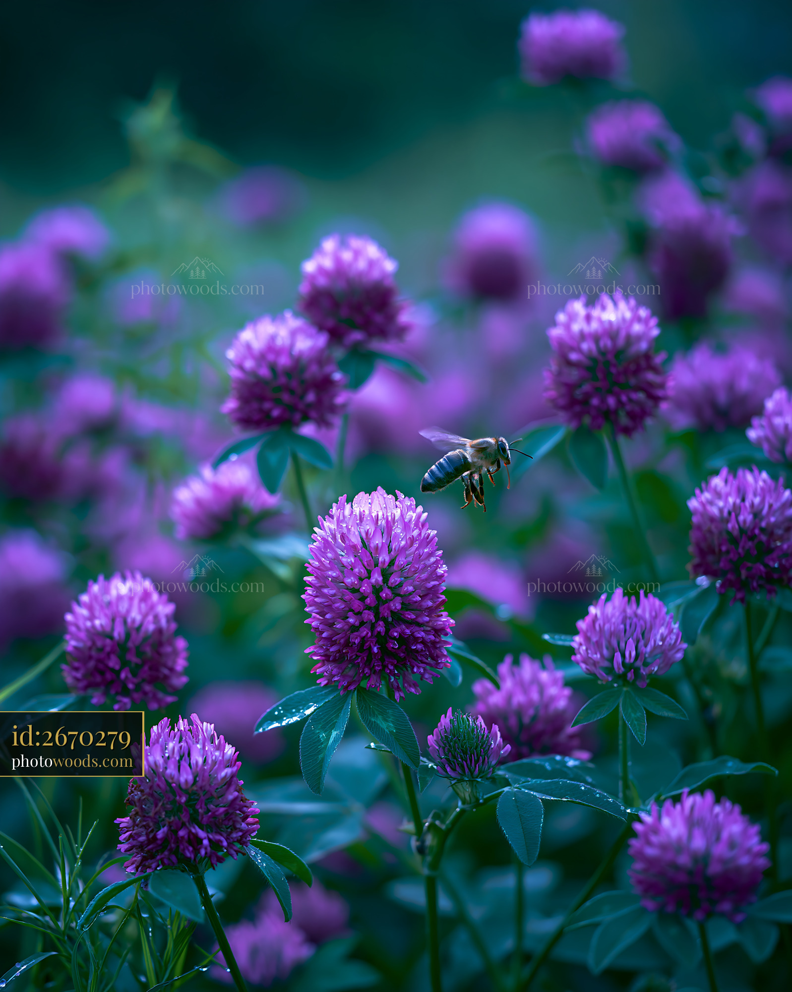 Clover Flowering in a Meadow With a Bee Hovering Nearby
