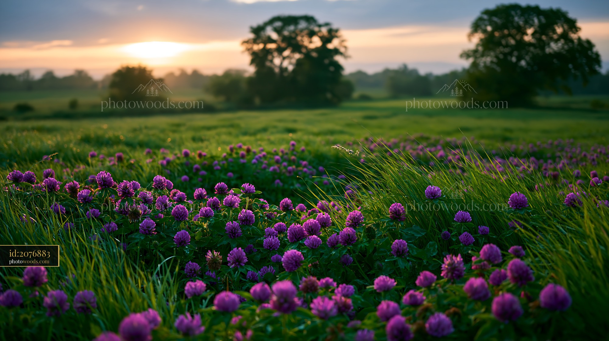 Clover Flowers Blooming in a Meadow at Sunset