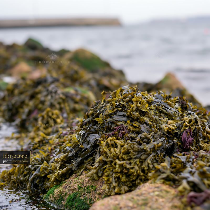 Coastline with protective sea wall covered in seaweed