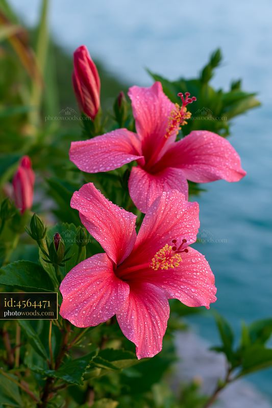 Island with flowers in a tropical lagoon and clear water