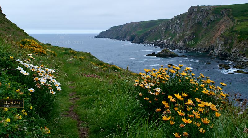 Flowers grow along a cliff edge overlooking the ocean