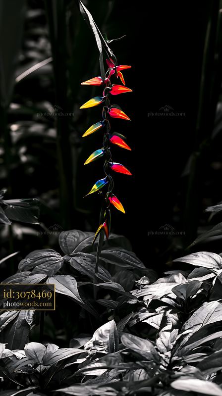 Rainbow petals against dark foliage for dramatic editorial background