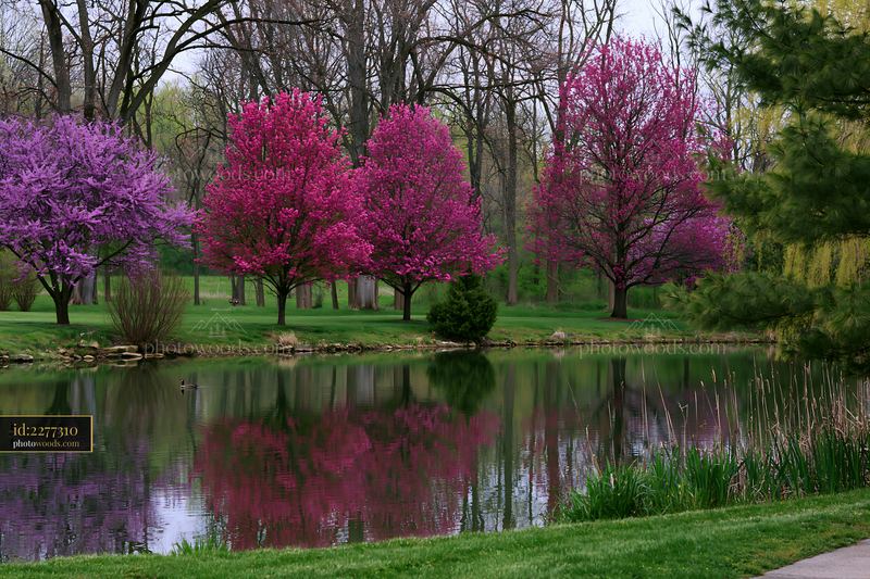 Colorful spring trees along a country road in a serene park
