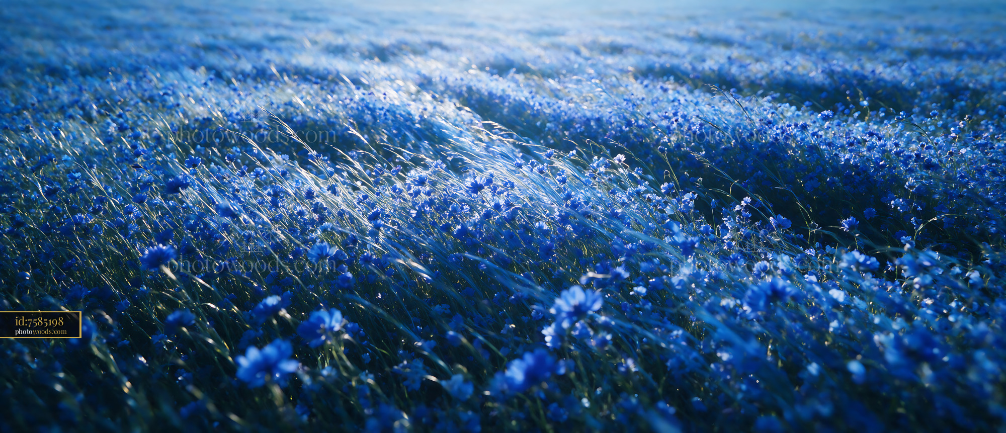 Cornflower Blooming in Early Morning Light Over Meadow