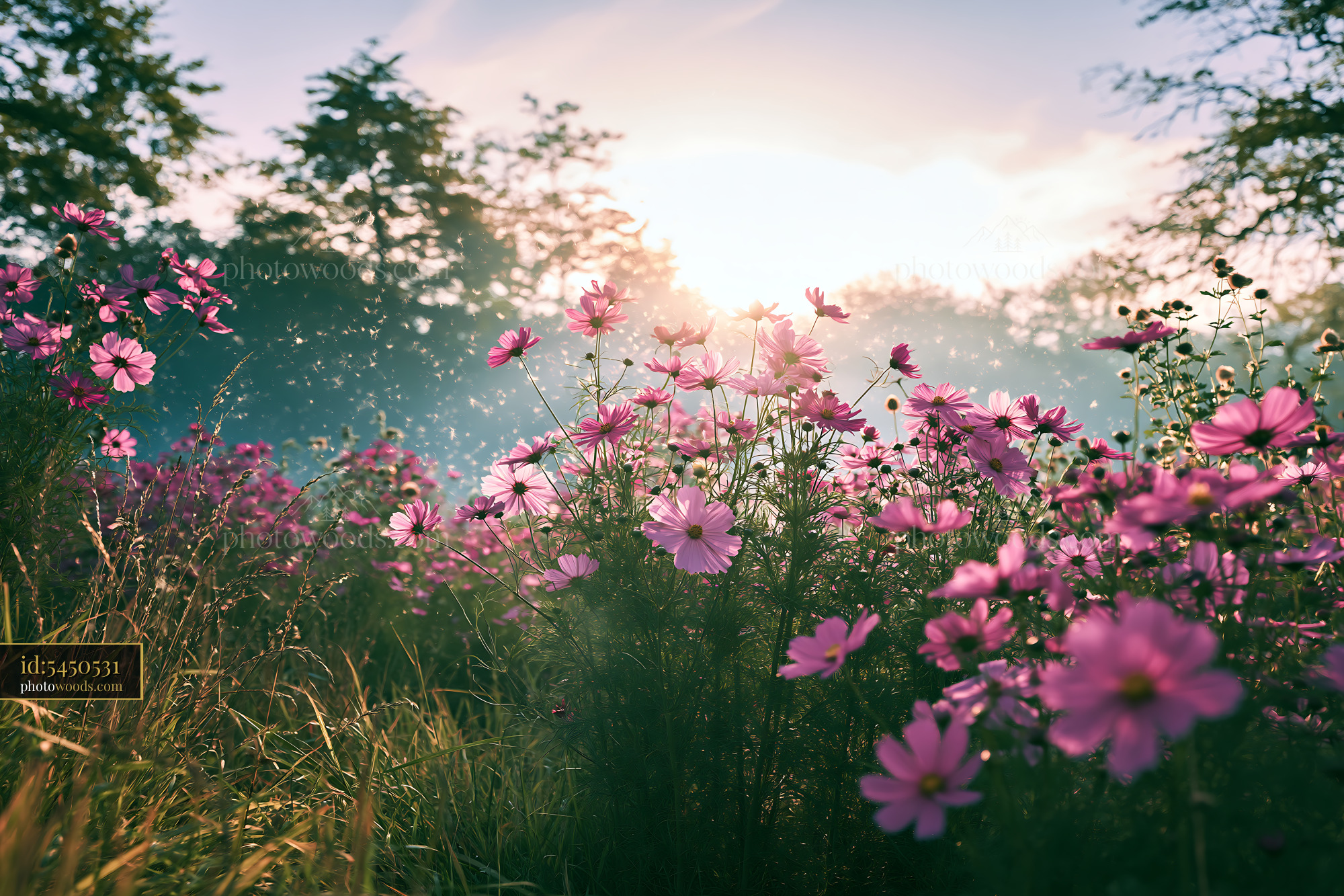 Cosmos Flowers in a Meadow During Golden Hour Light