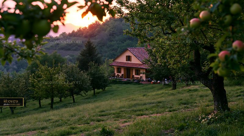 Country house surrounded by fruit trees at sunset