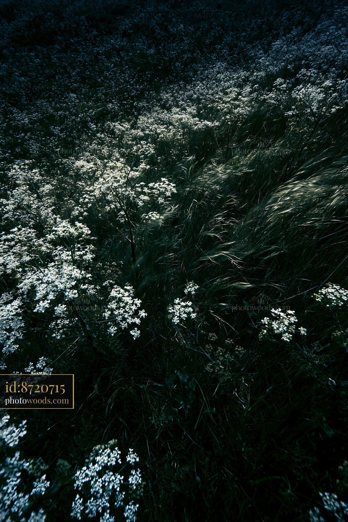 Cow Parsley Blooming in Meadow During Golden Hour