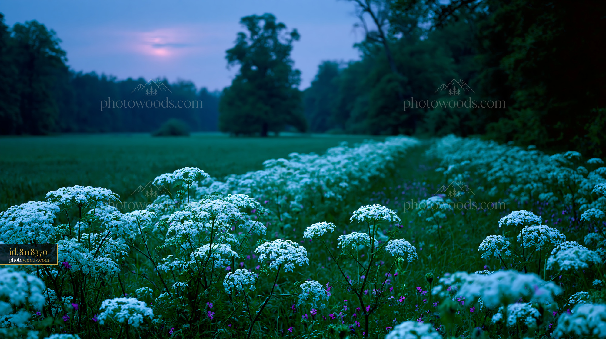 Cow Parsley Wildflowers Blooming in a Meadow at Dusk