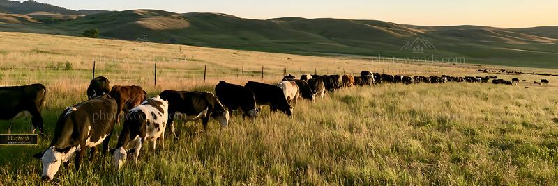 Cows grazing in a sunlit pasture at sunset