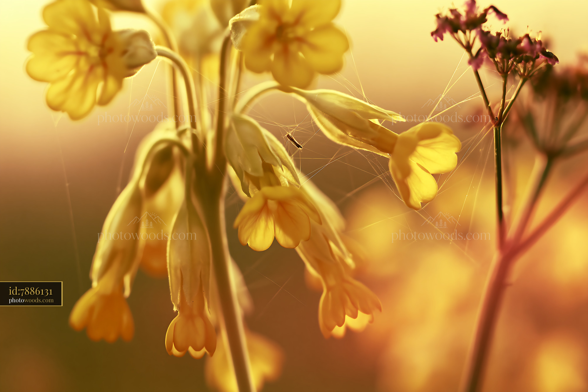 Cowslip Flowers in Golden Hour Light at Meadow Edge