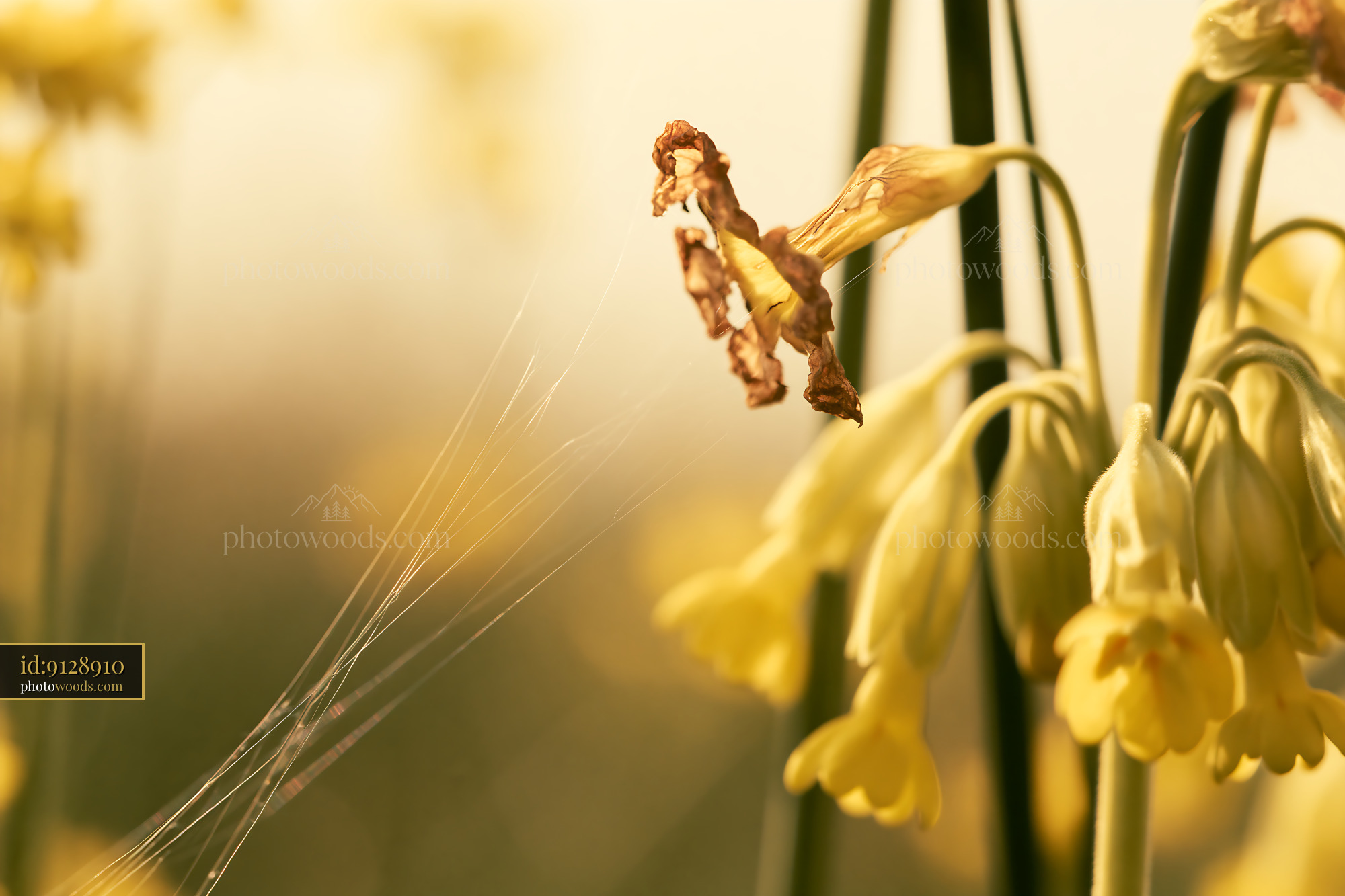 Cowslip Wildflower in a Meadow During Springtime