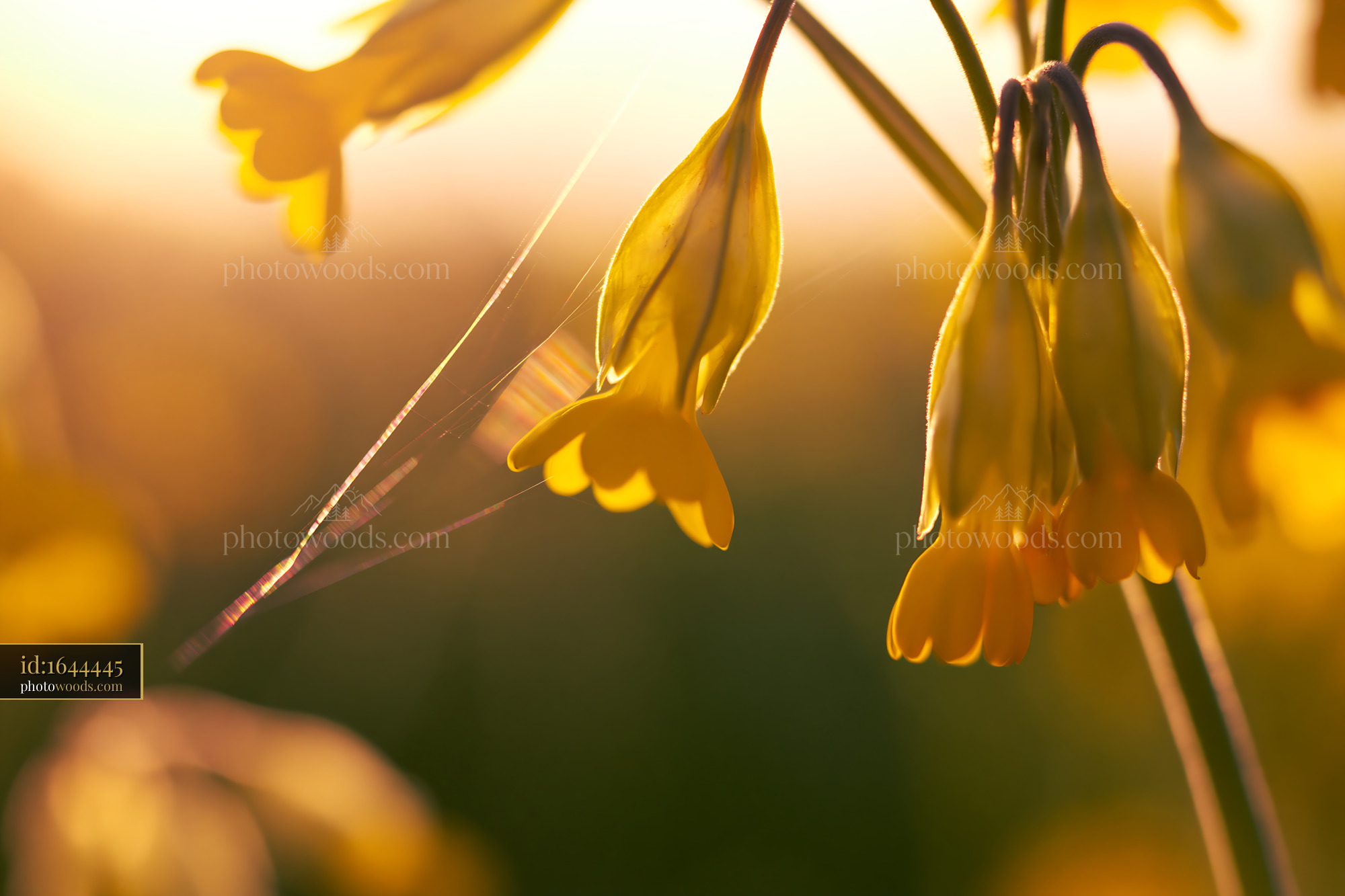 Cowslip Wildflower in Golden Hour Light During Spring Season
