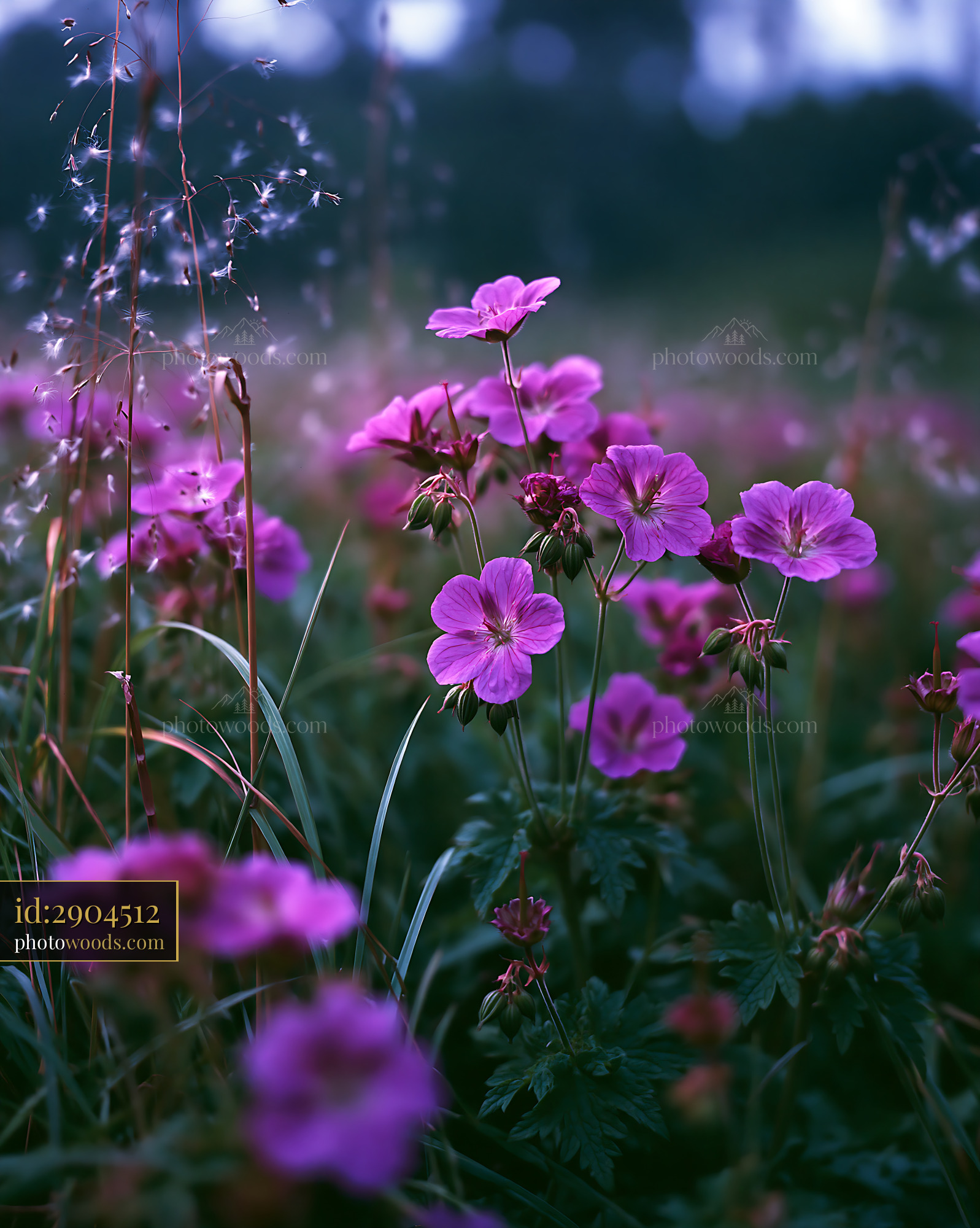 Cranesbill Flower Field With Wildflowers Blooming in Spring