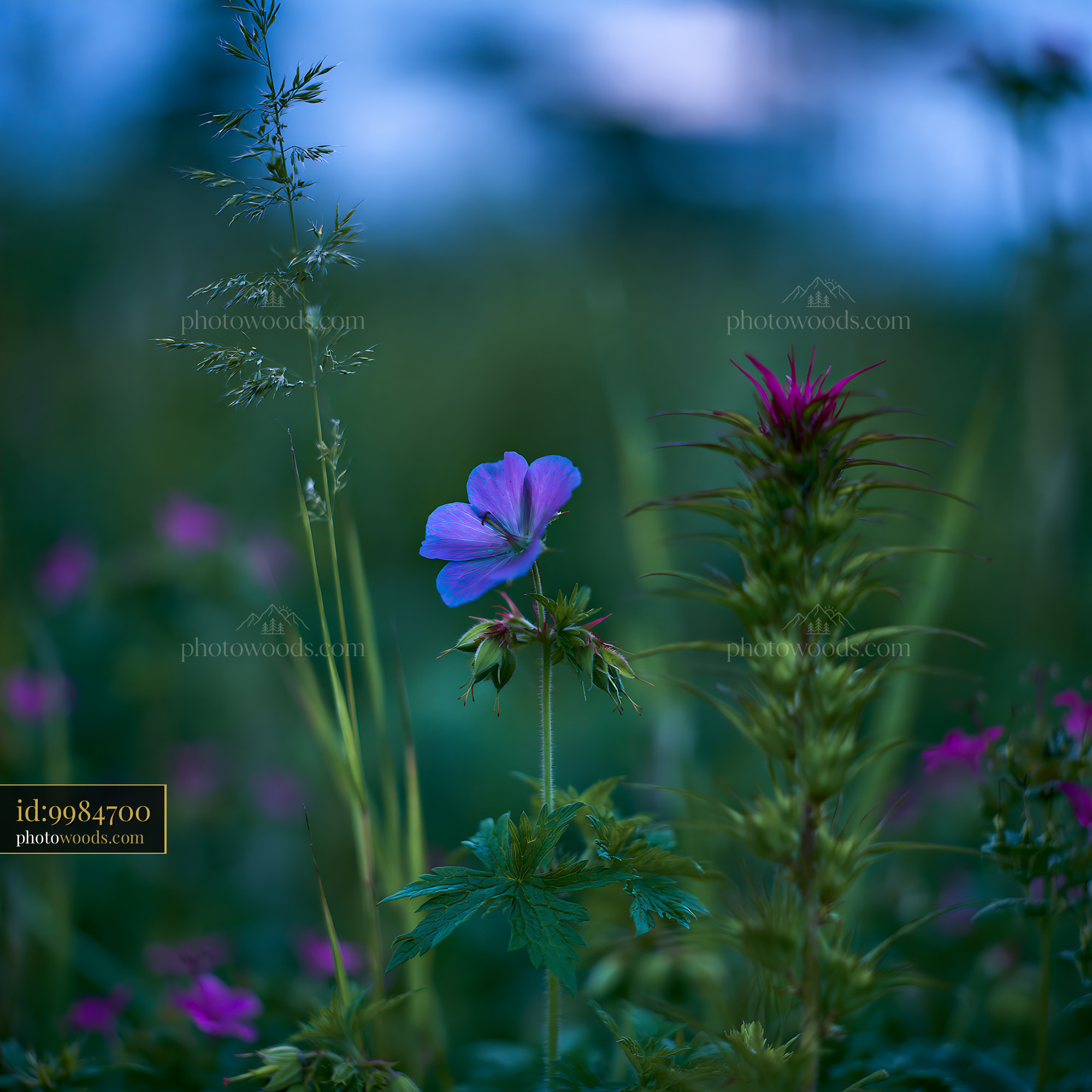Cranesbill Flower in Meadow at Dusk With Soft Light