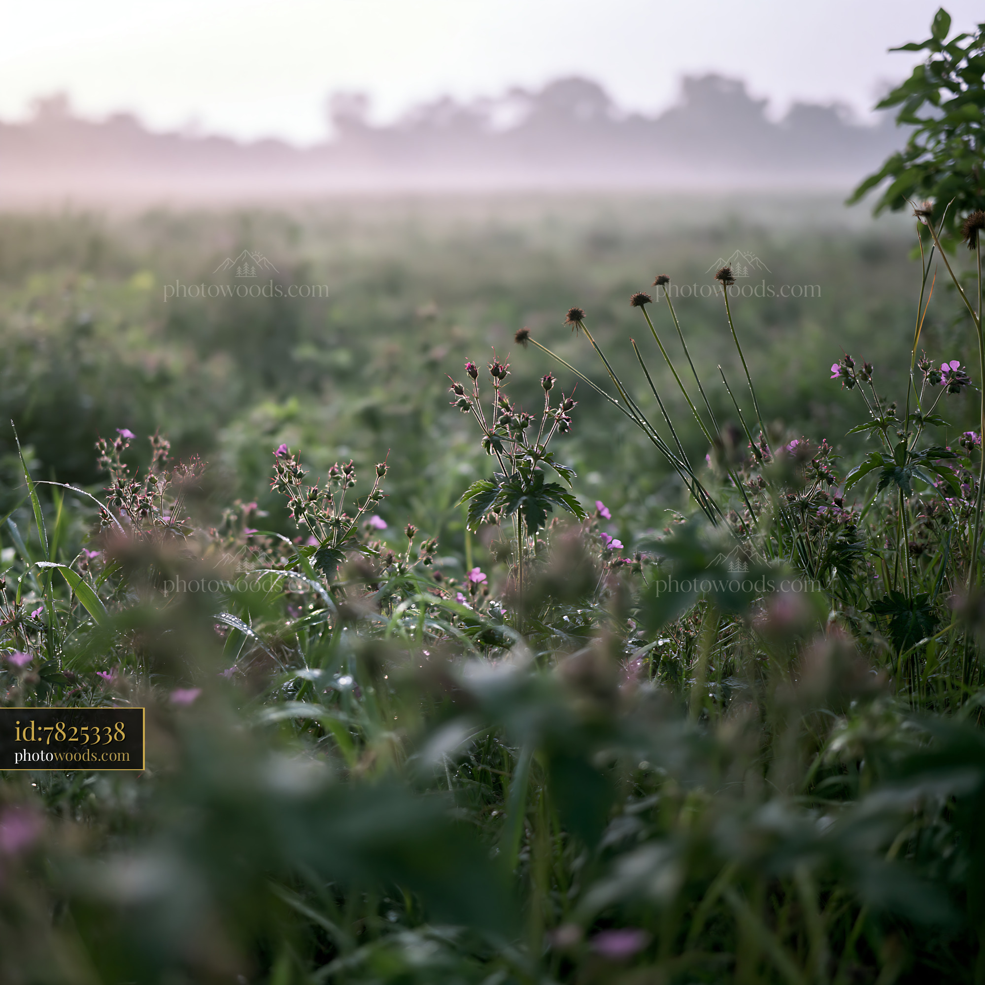 Cranesbill Wildflower Blooming in a Misty Meadow at Dawn