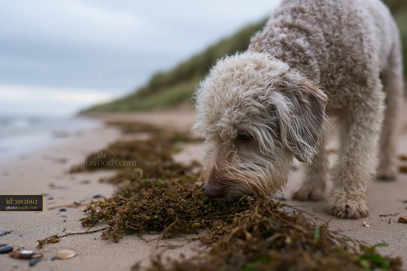 Curly-coated dog exploring seaweed on a sandy beach