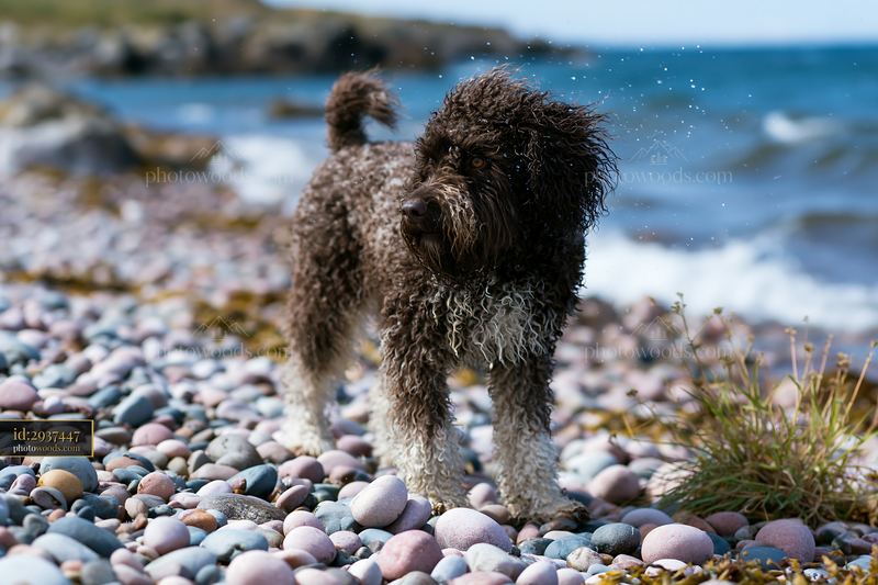 Curly-coated dog standing on a pebble beach beside blue seaside water with droplets spraying around its wet fur.