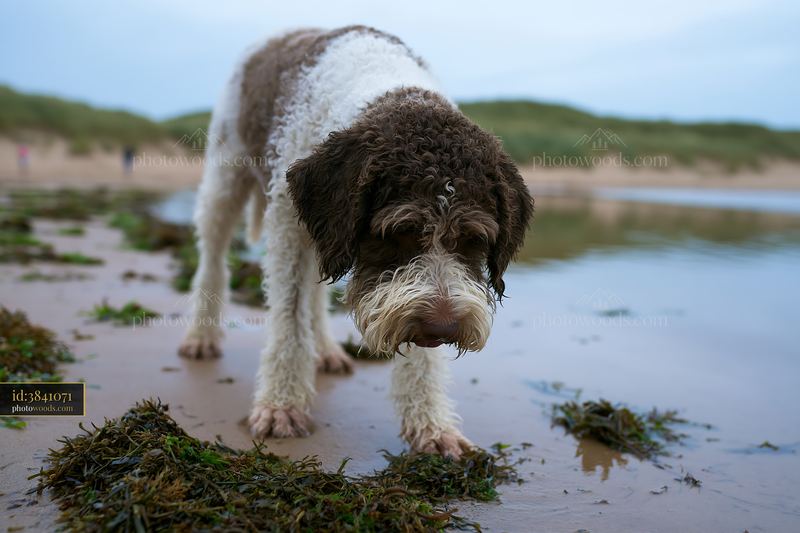 Curly-coated dog standing on a seaside beach