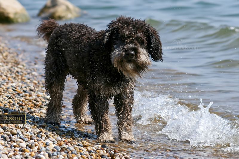 Curly-haired dog standing in shallow seaside water