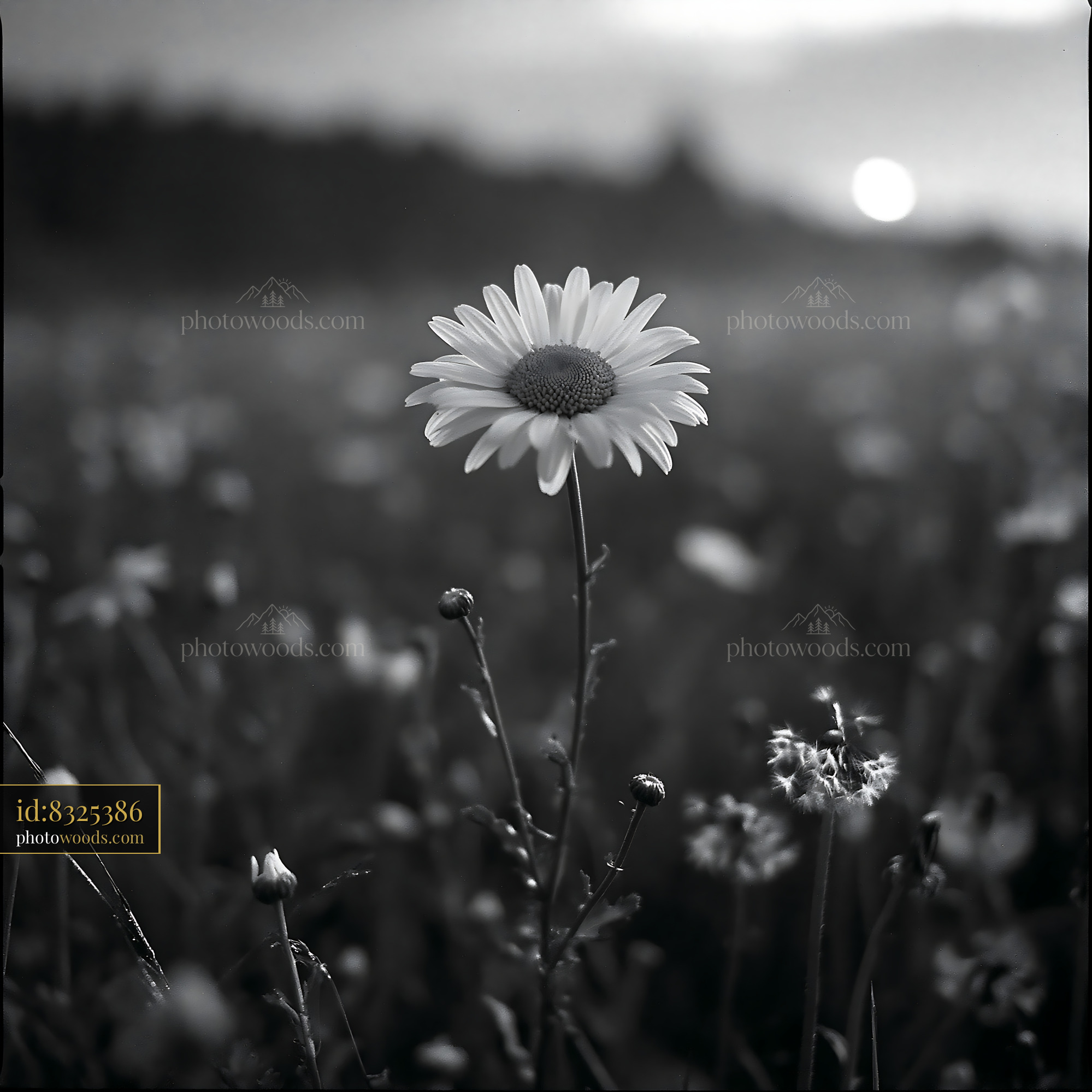 Daisy Bloom in Meadow During Golden Hour