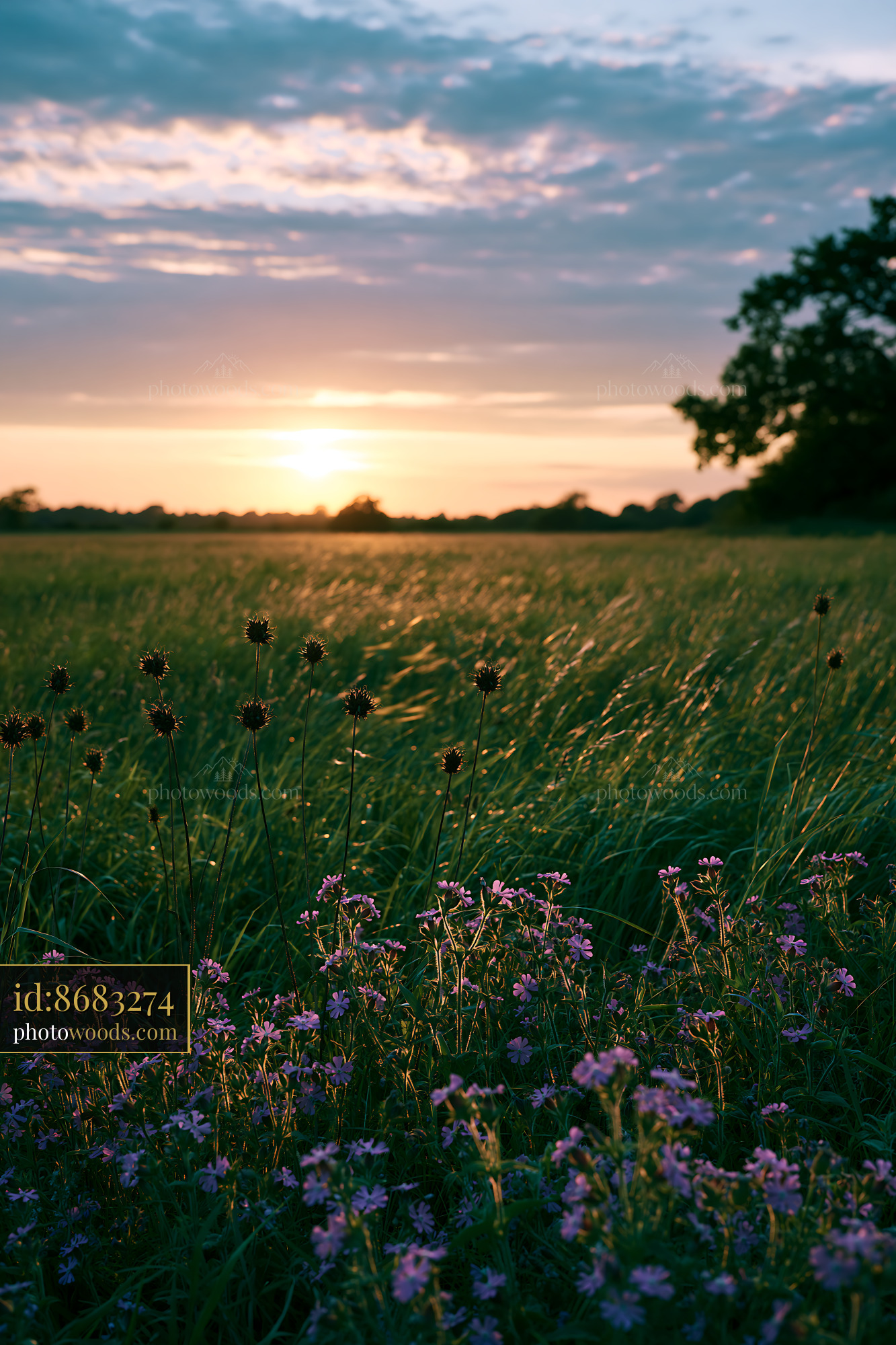 Daisy Blooms in the Meadow During Golden Hour