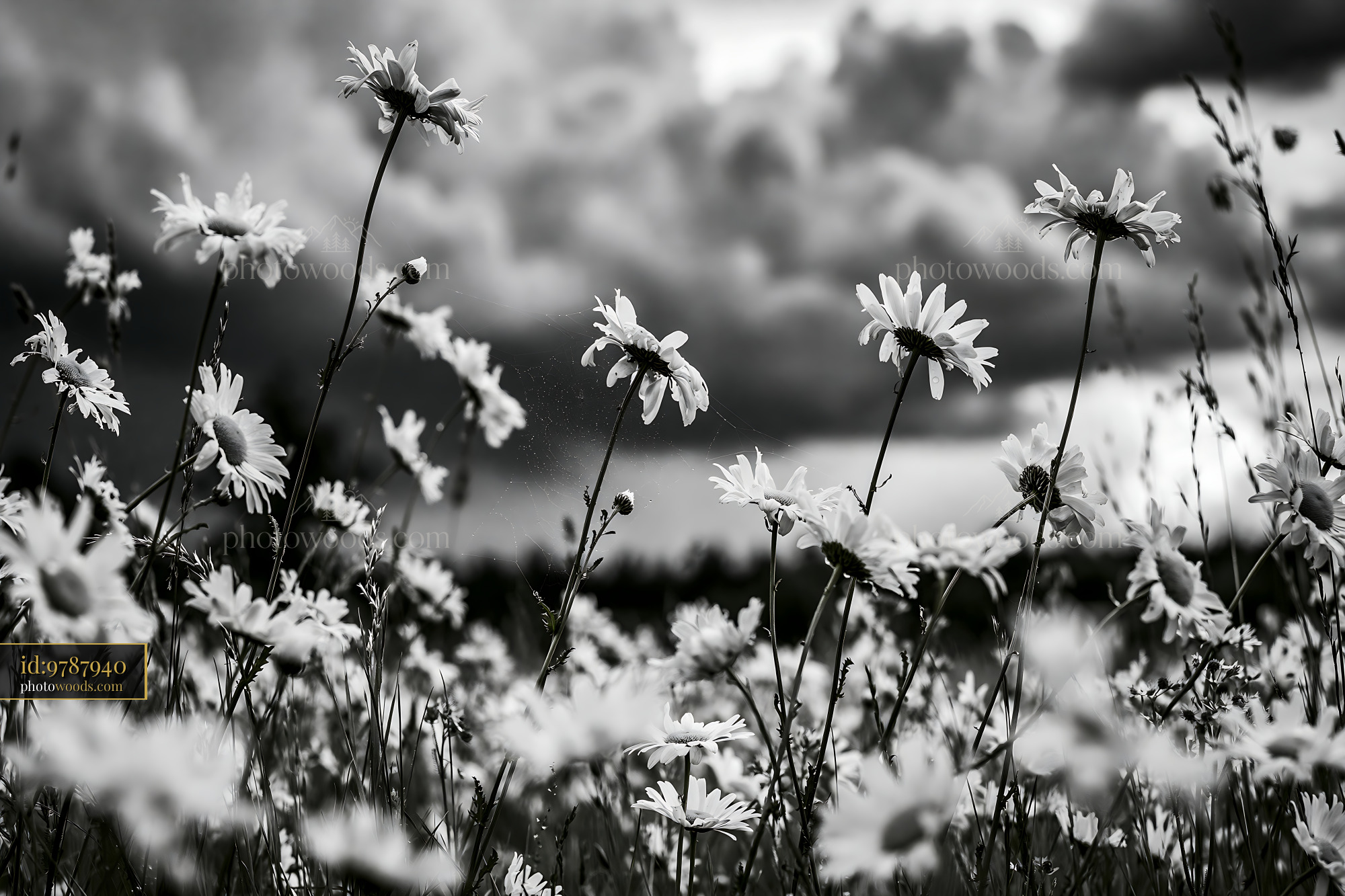 Daisy Flowers in Meadow Under Cloudy Sky During Springtime