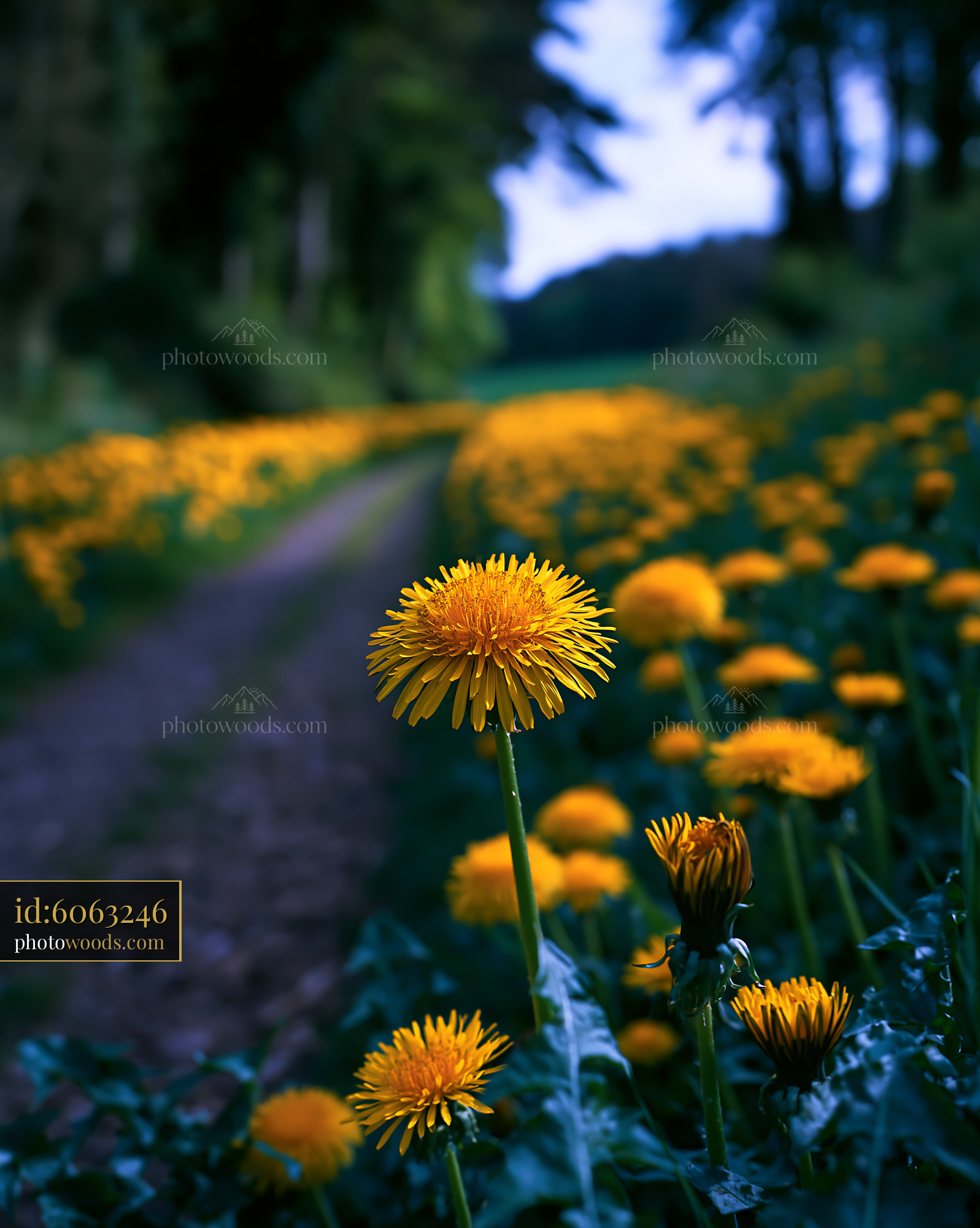 Dandelion Flower Blooming Along a Path in an Open Meadow