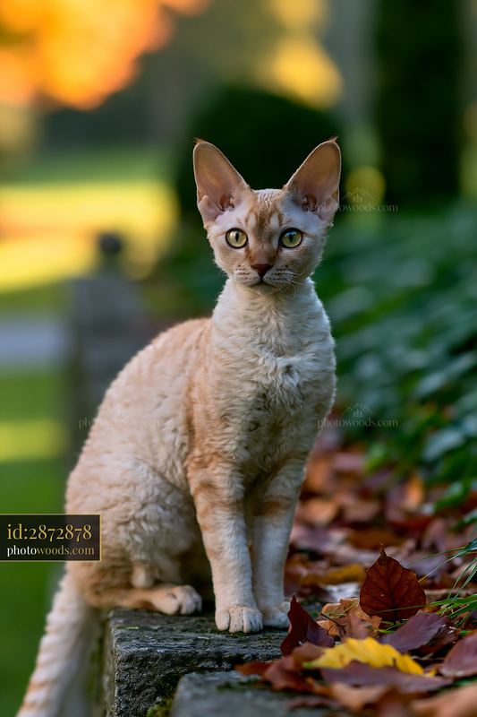 Devon Rex cat with large ears sitting outdoors