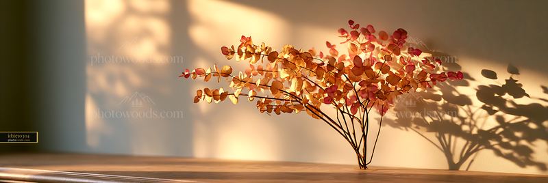 Dried Eucalyptus Branches Creating Shadows on a Pale Wall