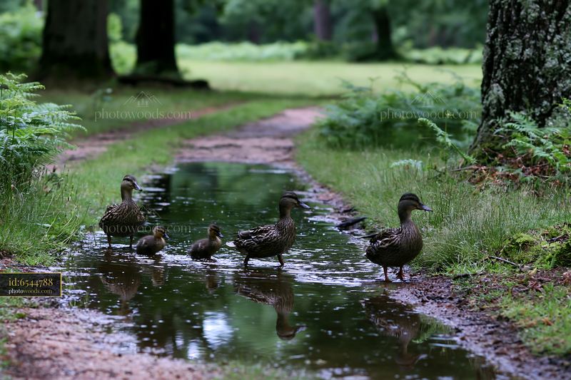 Ducks walking through puddles in a shaded meadow in woodland clearing