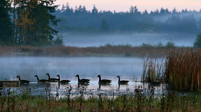 Fog drifting across meadow with ducks in still water