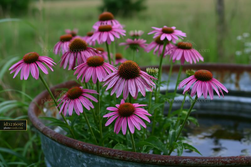 Echinacea flowers blooming near water in a prairie setting