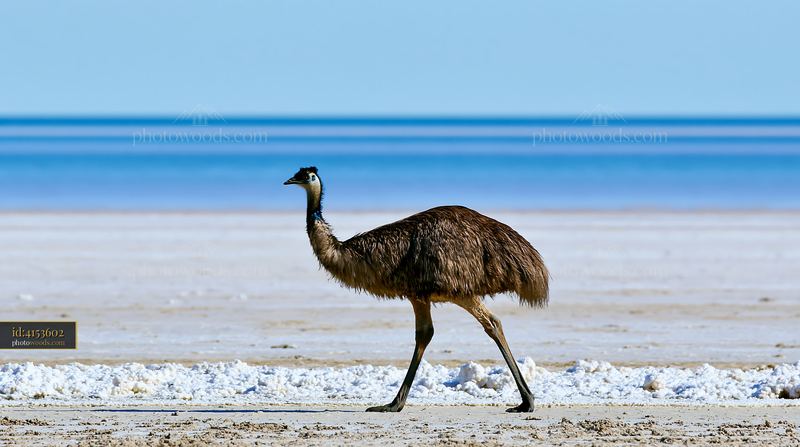 Emu walking across a bright salt plain