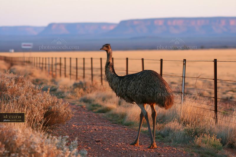 Emu Walking Along a Dirt Path at Sunset in Australia