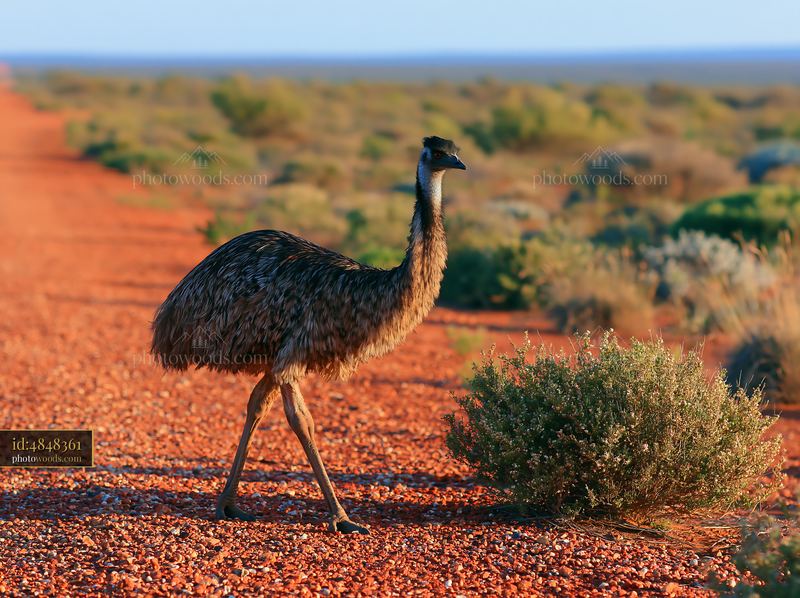 Emu Walking Along a Dirt Path in Australian Landscape at Sunset