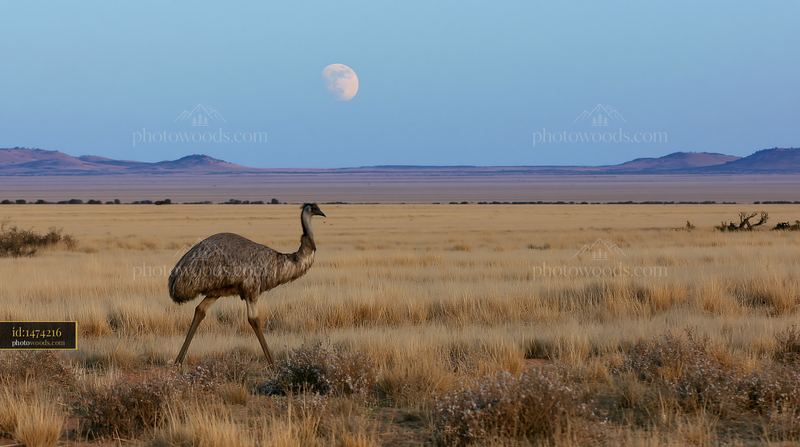 Emu walking across a dry outback plain beneath the moon