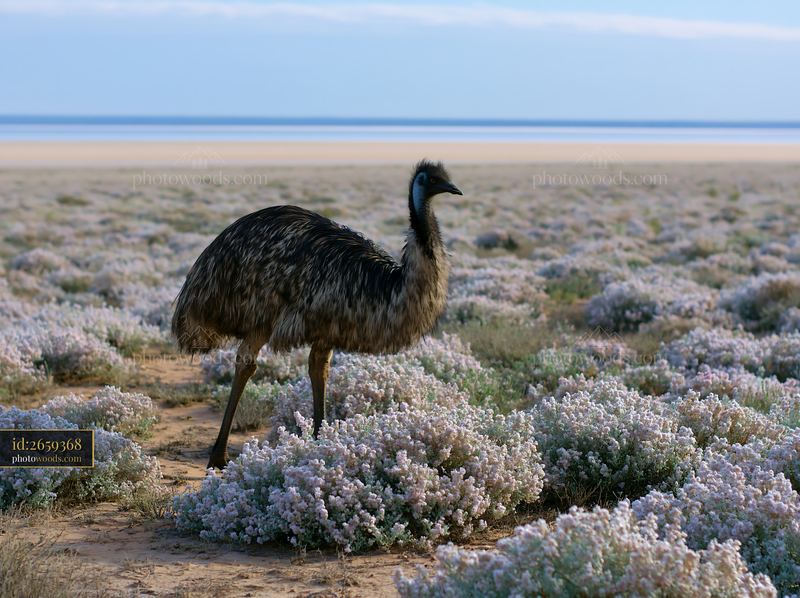 Emu walking through flowering coastal plain