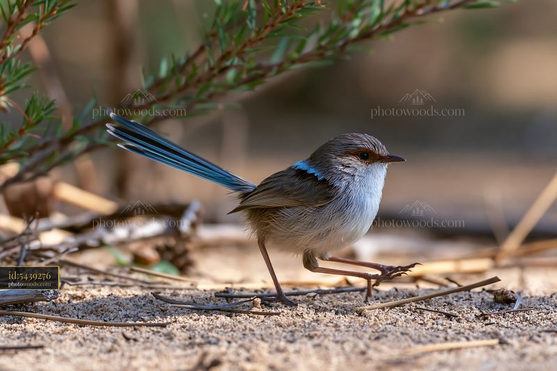 Fairy wren standing among native shrubland branches
