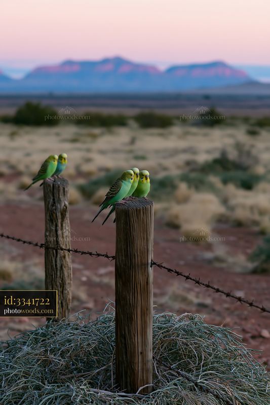 Five green and yellow budgerigars perch on wooden fence posts above barbed wire in a desert landscape.