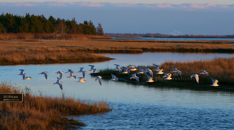 Birds Flying Over a Coastal Marsh at Sunset