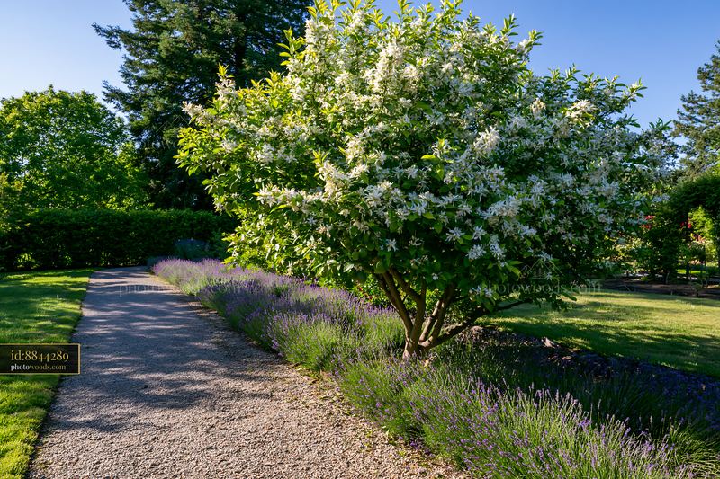 Lemon tree covered with white blossoms in a sunny garden
