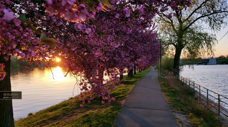 Flowering trees along a riverside path at sunset