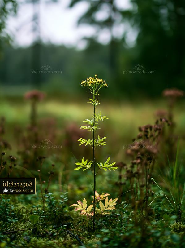 Flowers growing in a protected nature reserve on an island