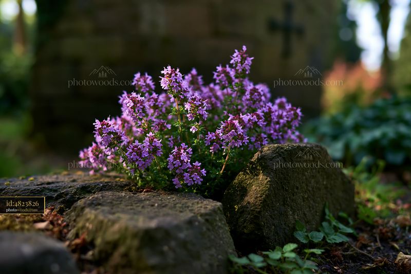 Fog drifting across meadow reveals clusters of purple wildflowers growing between stones.